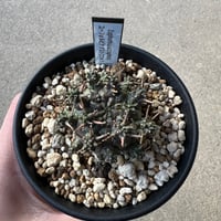 ユーフォルビア アストロフォラ1 | STELLA.PLANTS