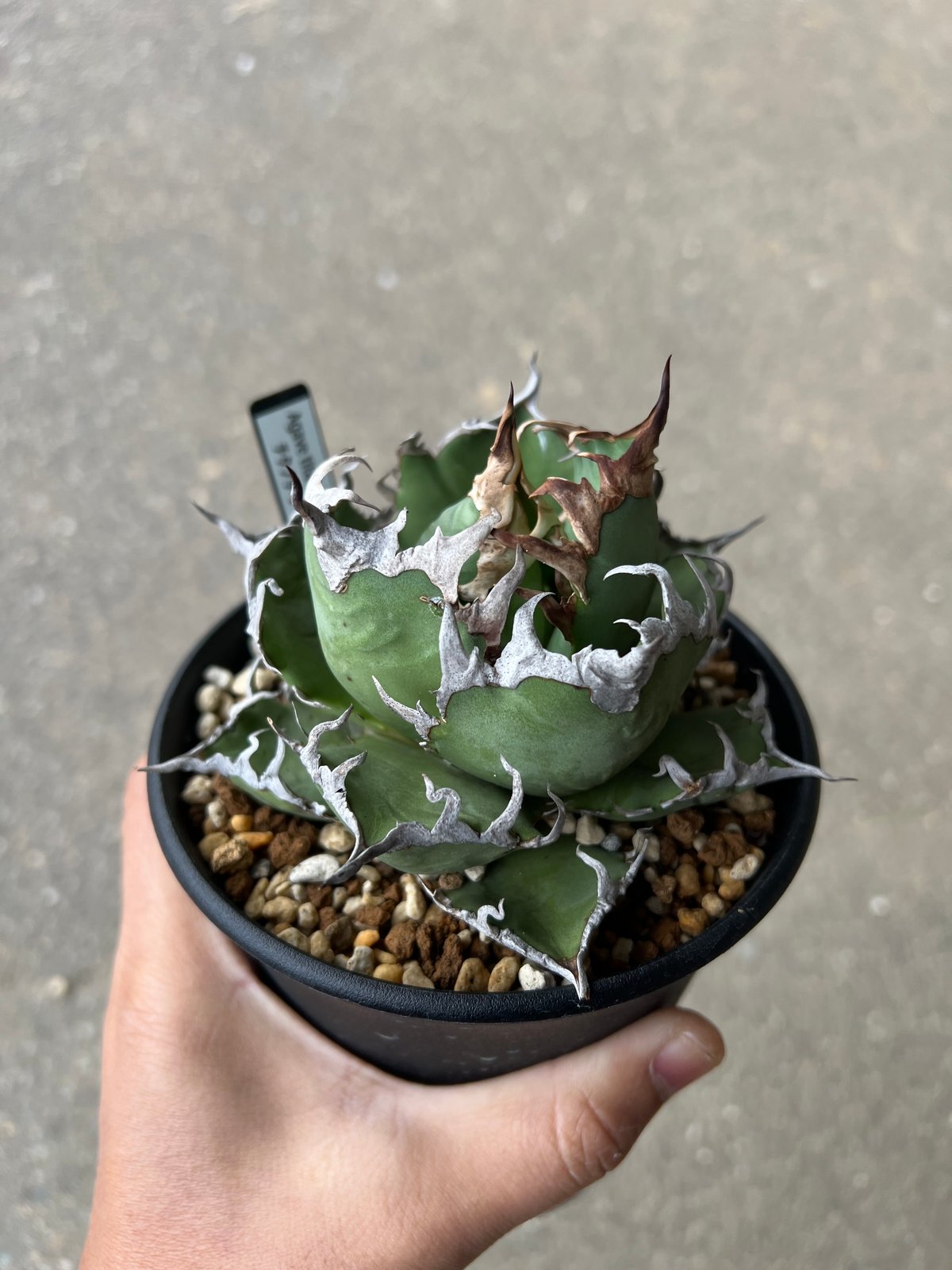 アガベ シーザー　親株　120プレステラ アガベ チタノタ シーザー / 凱撒 【台湾産/中株/発根済み