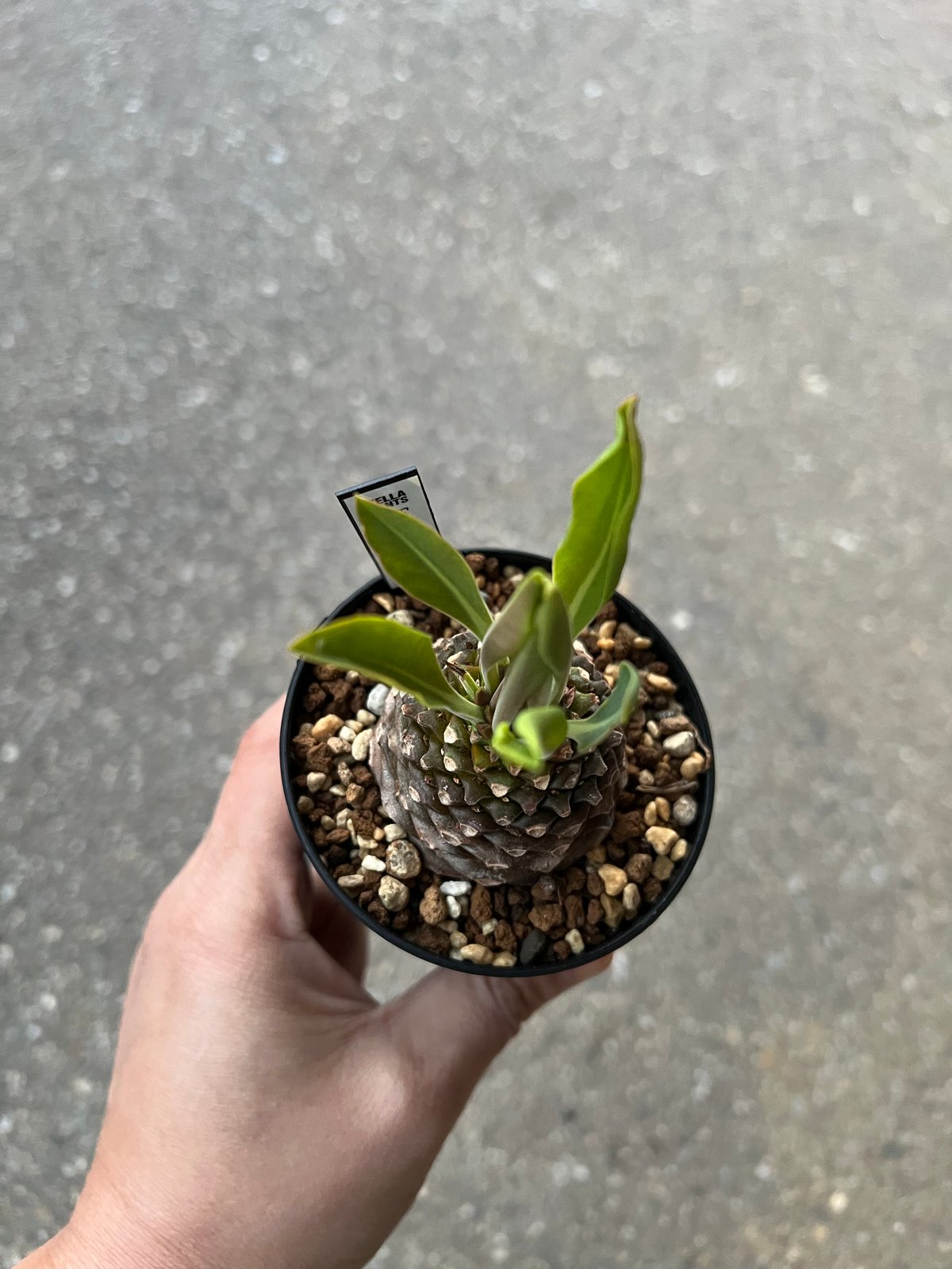 ユーフォルビア 鉄甲丸 | STELLA.PLANTS