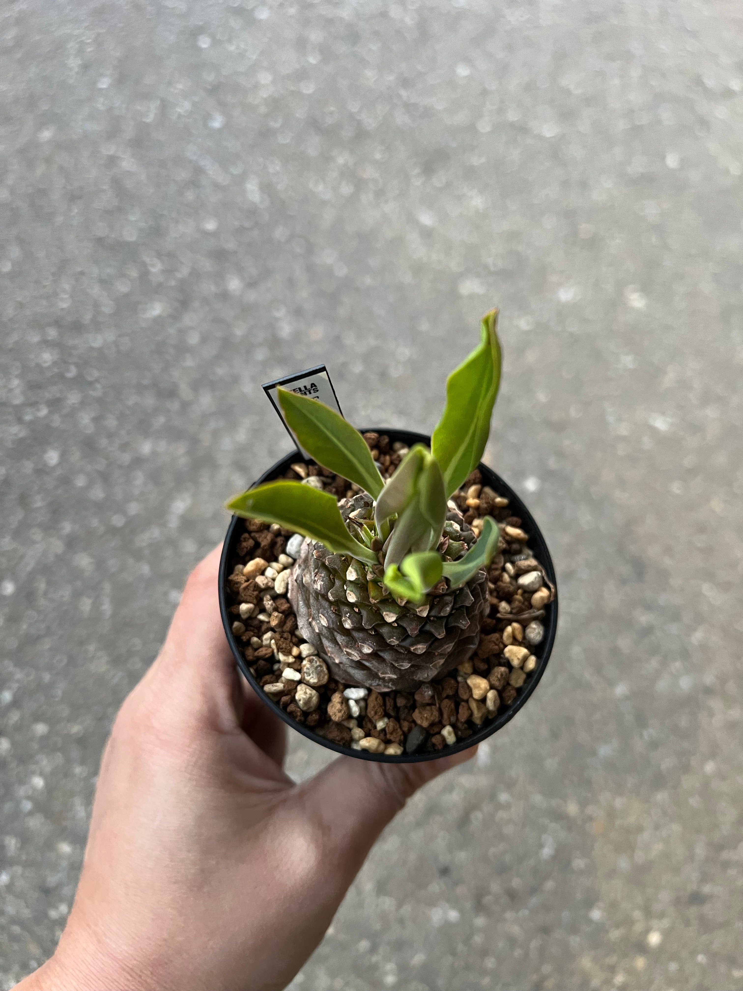ユーフォルビア 鉄甲丸 | STELLA.PLANTS