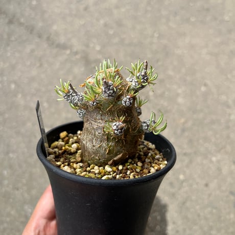 チレコドンペアルソニー　Tylecodon pearsonii チレコドン・ペアルソニー Tylecodon Pearsonii 旧チレコドン