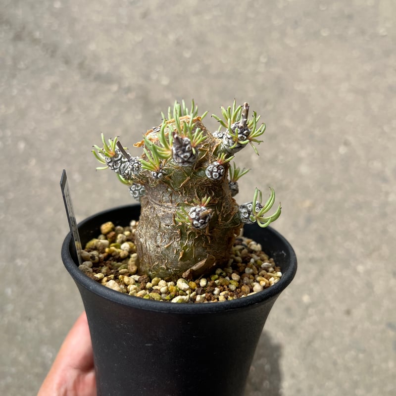 チレコドン　ペアルソニー　鉢ごと 楽天市場】チレコドン・ペアルソニー 白象 7.5cm鉢 カクタス長田