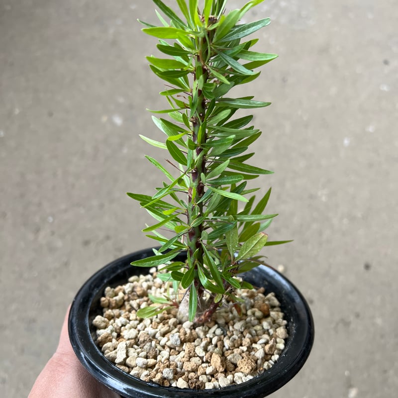 フォークイエリア プルプシー | STELLA.PLANTS フォークイエリア プルプシー | STELLA.PLANTS