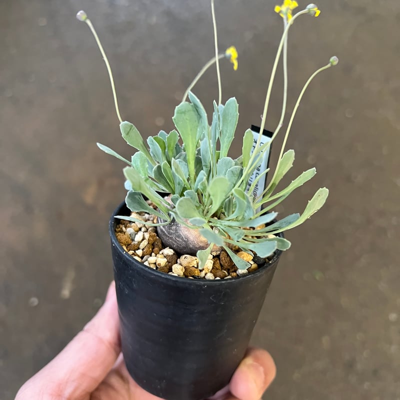 オトンナ カカリオイデス | STELLA.PLANTS オトンナ カカリオイデス | STELLA.PLANTS