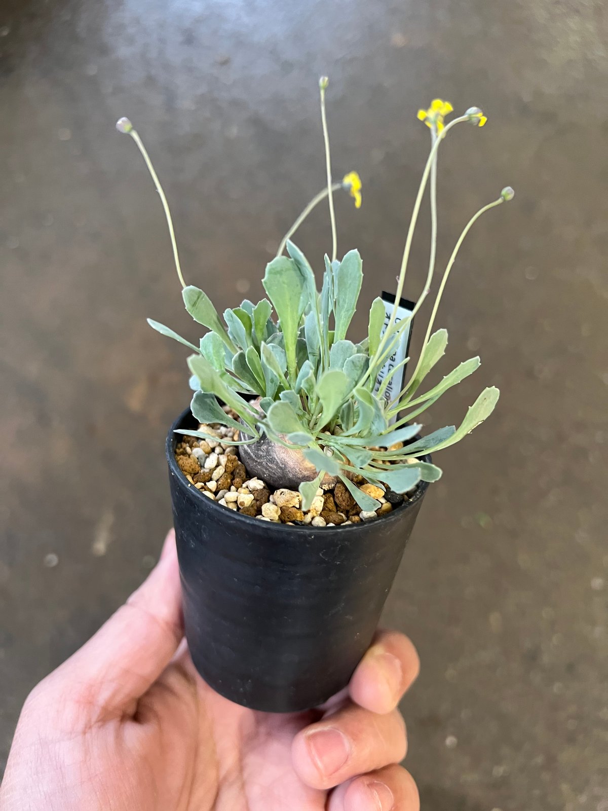 Othonna cacalioides オトンナ・カカリオイデス 2株