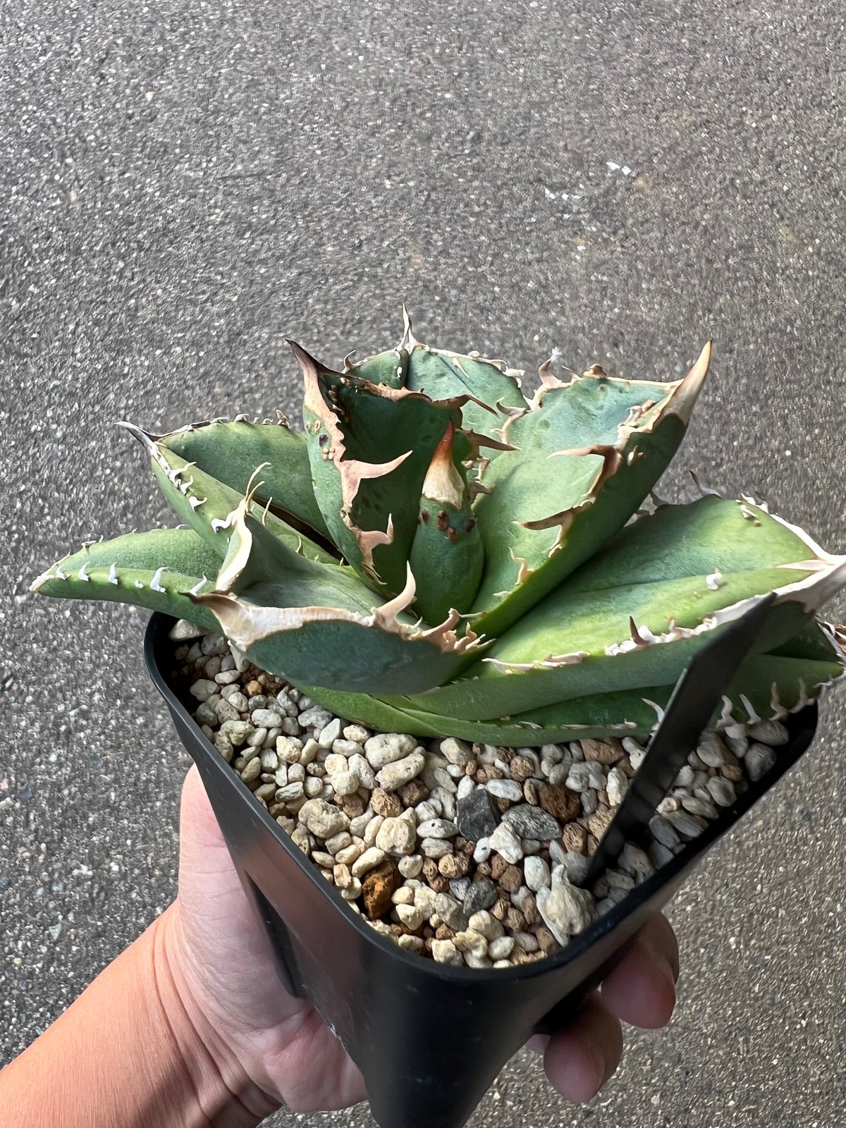 アガベ チタノタ 疣猪2 | STELLA.PLANTS