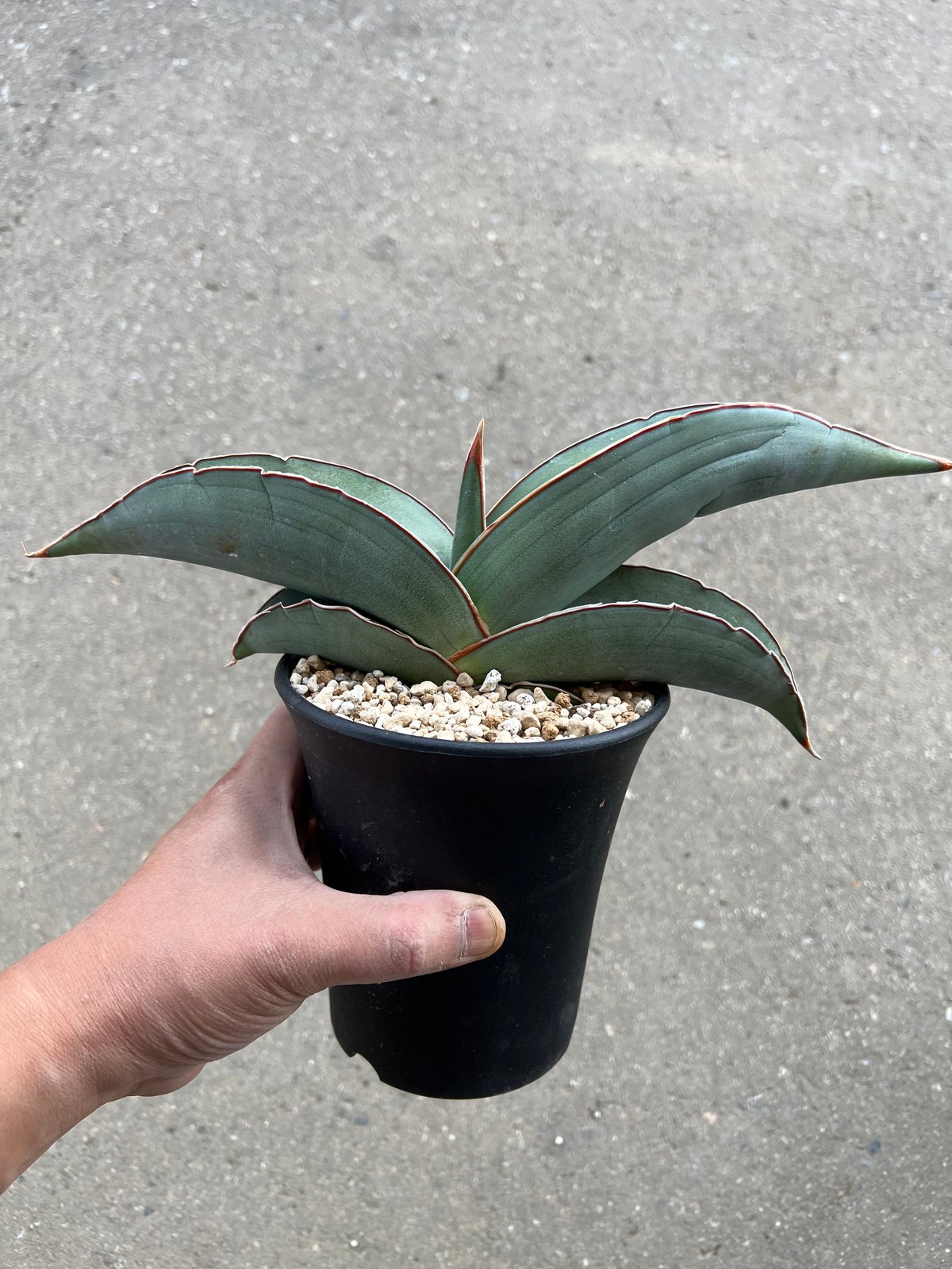 サンセベリア エーレンベルギー'バナナ' | STELLA.PLANTS サンセベリア エーレンベルギー'バナナ' | STELLA.PLANTS