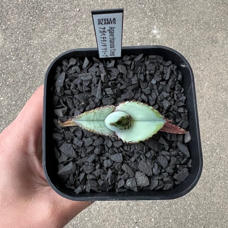 Agave titanota 'Creep'6