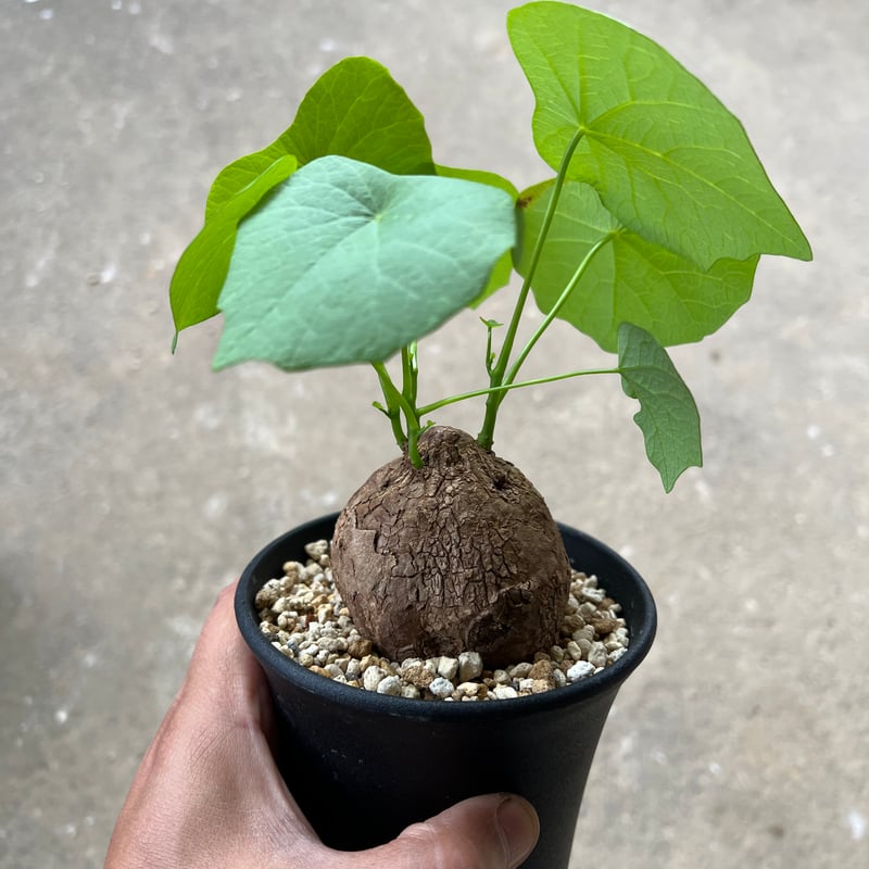 ステファニア スベローサ | STELLA.PLANTS
