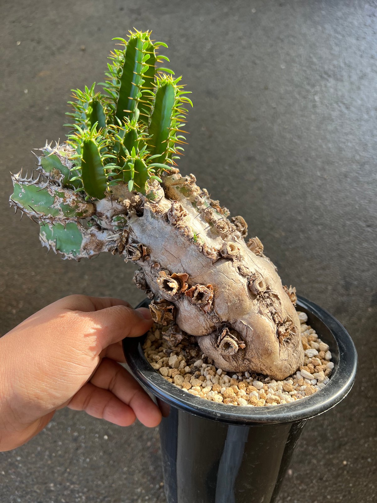 ムランジーナ 特大良形株 【公式通販】