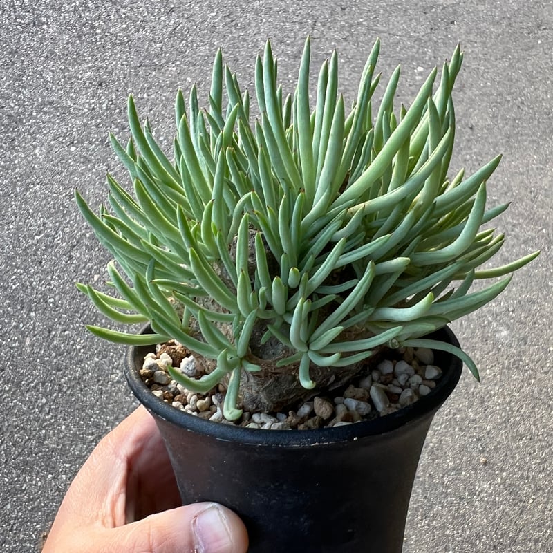 チレコドン ペアルソニー3.5-4 | STELLA.PLANTS