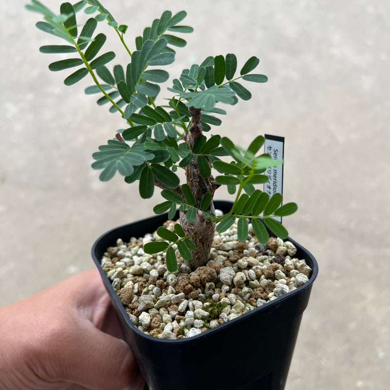 センナ メリディオナリス 1 | STELLA.PLANTS センナ メリディオナリス 1 | STELLA.PLANTS