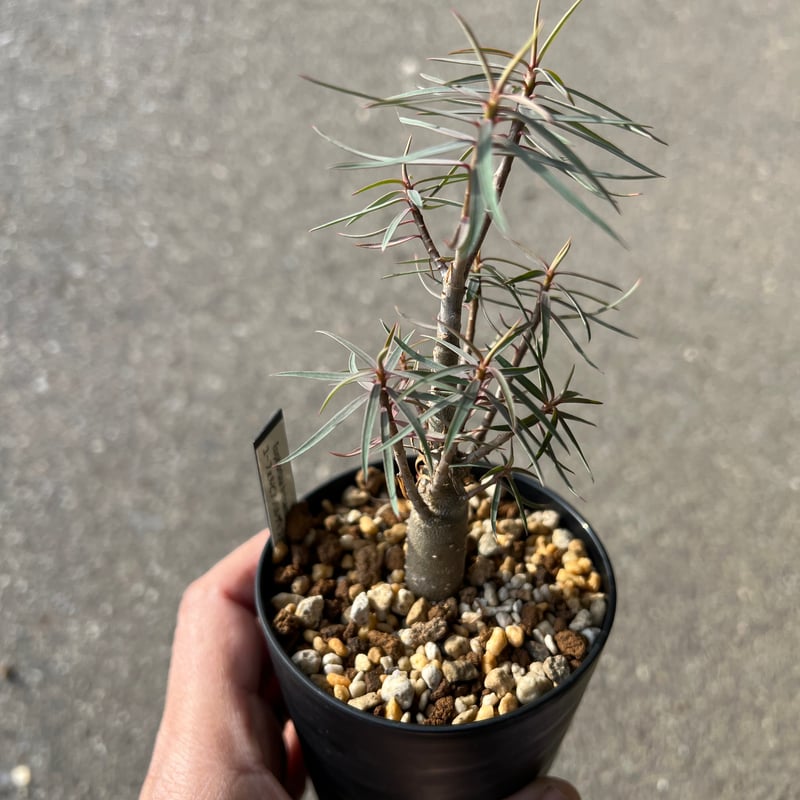 ユーフォルビア バルサミフェラ1 | STELLA.PLANTS