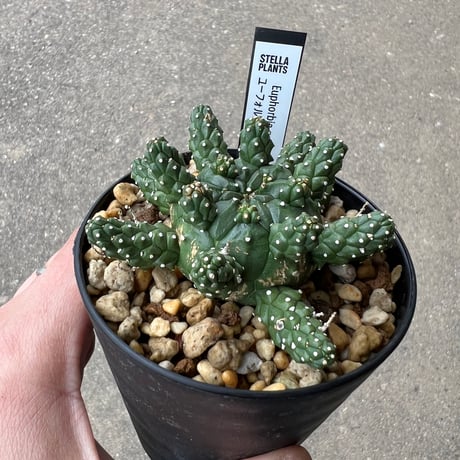 ユーフォルビア ガムケンシス4