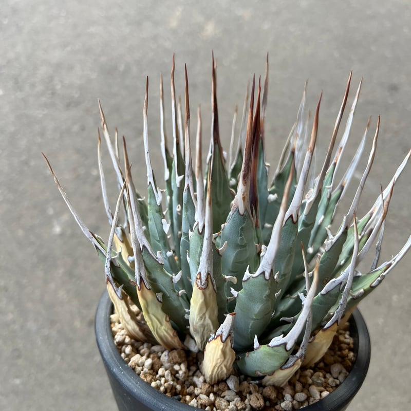 ユタエンシス　エボリスピナ アガベ・ユタエンシス「エボリスピナ」 2号ロングポット | | アガベ