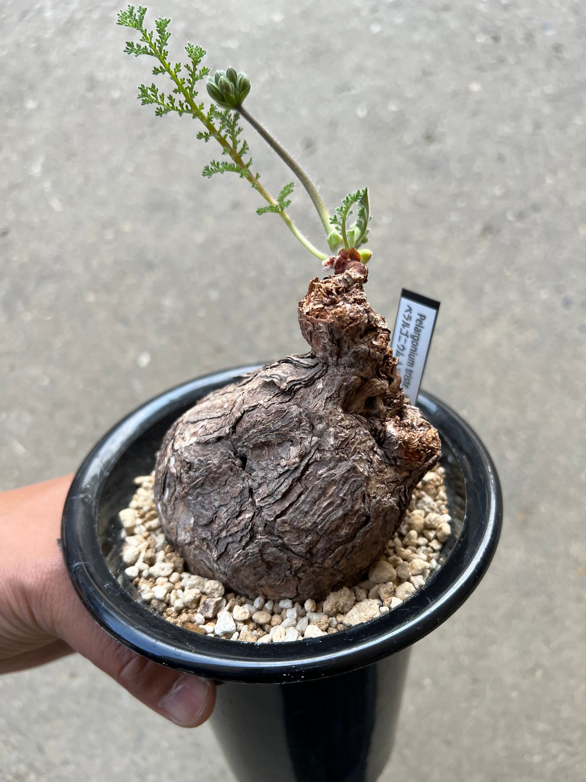 Pelargonium triste ペラルゴニウム トリステ 鉢付 Pelargonium triste ペラルゴニウム トリステ 鉢付