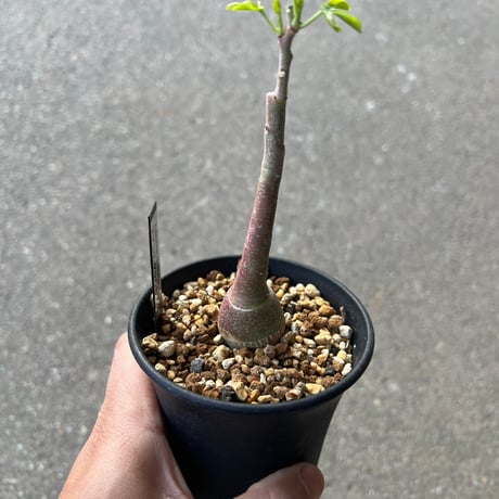 アデニア グラウカ1