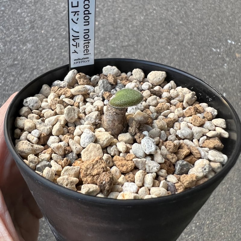 チレコドン　ノルティー チレコドン ノルティ3 | STELLA.PLANTS