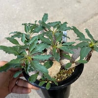 ボスウェリア ナナ | STELLA.PLANTS ボスウェリア ナナ | STELLA.PLANTS