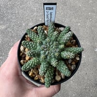ユーフォルビア アストロフォラ ラスト1株 | STELLA.PLANTS