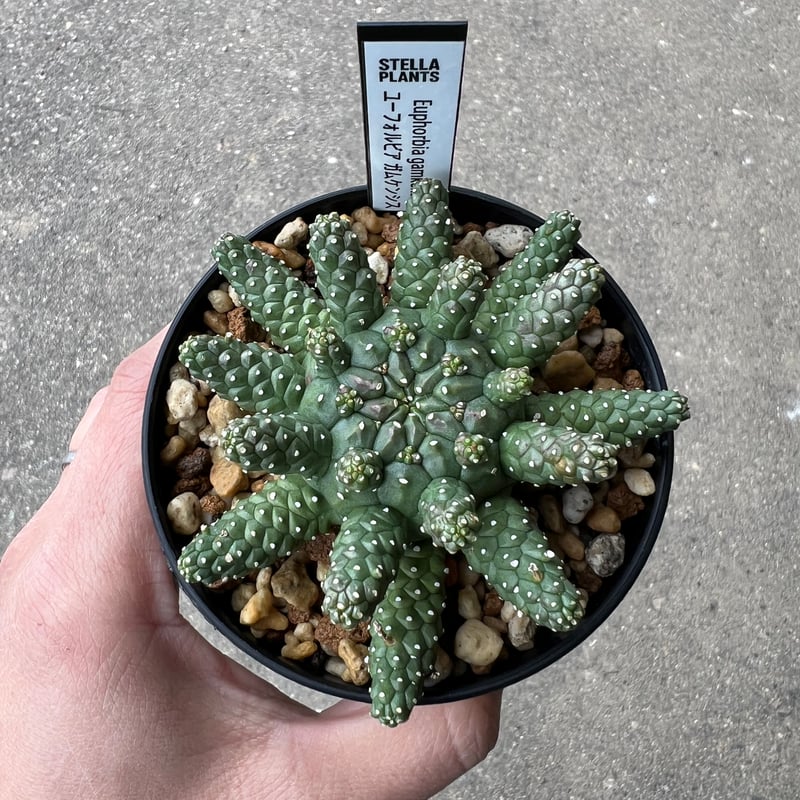 ユーフォルビア　ガムケンシス✖️アストロフォラ　ハイブリッド ユーフォルビア アストロフォラ ラスト1株 | STELLA.PLANTS
