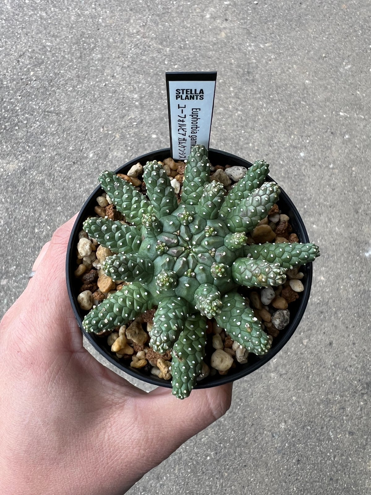 ユーフォルビア ガムケンシス2 | STELLA.PLANTS