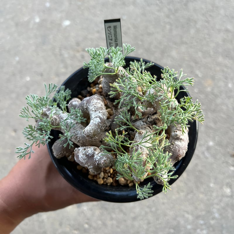 モンソニア ムルチフィダ | STELLA.PLANTS モンソニア ムルチフィダ | STELLA.PLANTS