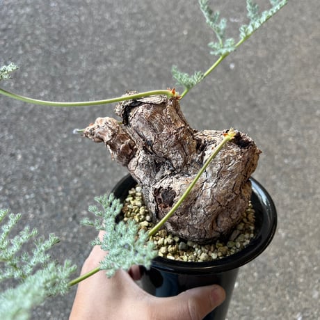 ペラルゴニウムトリステ | STORES