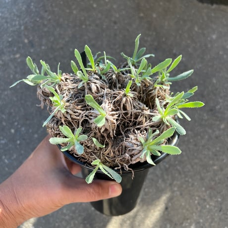 オトンナレトロルサ　現地株　発根済み オントナ レトローサ 現地球 発根済み ザ・ファームセレクト]オトンナ