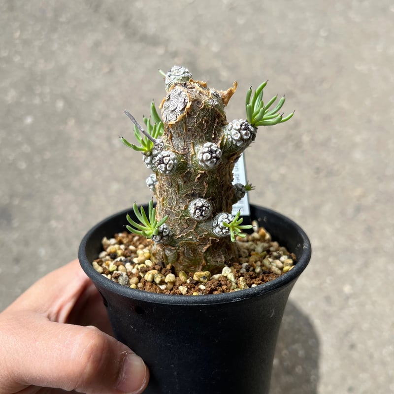 チレコドン ペアルソニー★抜き苗★ チレコドン ペアルソニー7 | STELLA.PLANTS