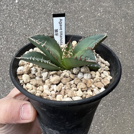 アガベ チタノタ '狼牙'