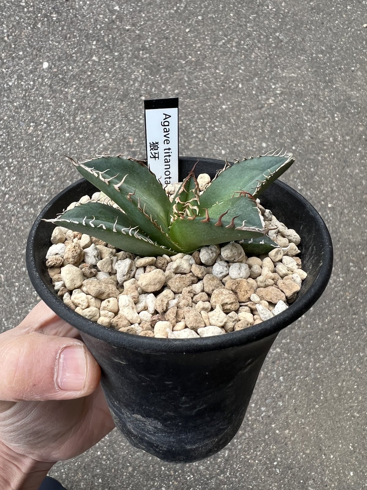 勉*ろ様 アガベ チタノタ 狼牙 大株 アガベ チタノタ '狼牙' | STELLA.PLANTS