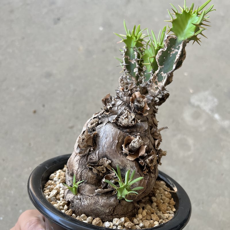 ユーフォルビア　ムランジーナ　neighborhood ユーフォルビア・ムランジーナ | Sun・Shepherd