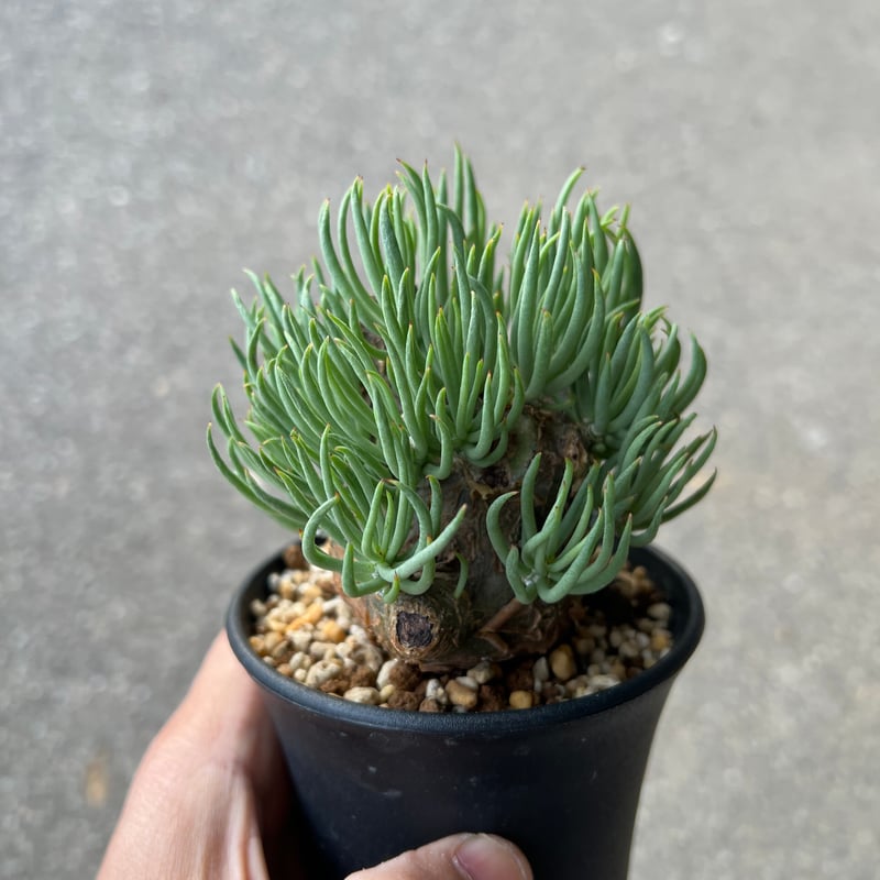 チレコドン ペアルソニー5 | STELLA.PLANTS