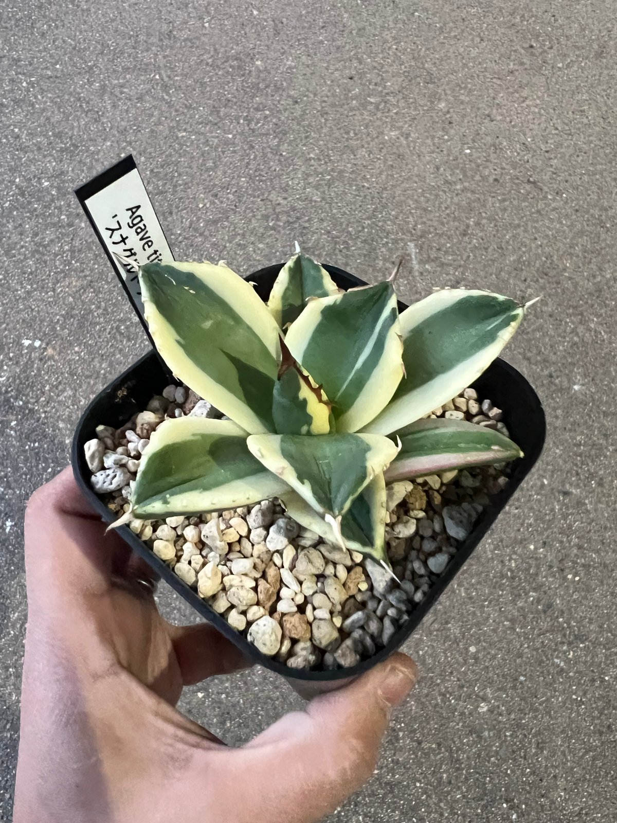 アガベ チタノタ スナグルトゥース 2 | STELLA.PLANTS