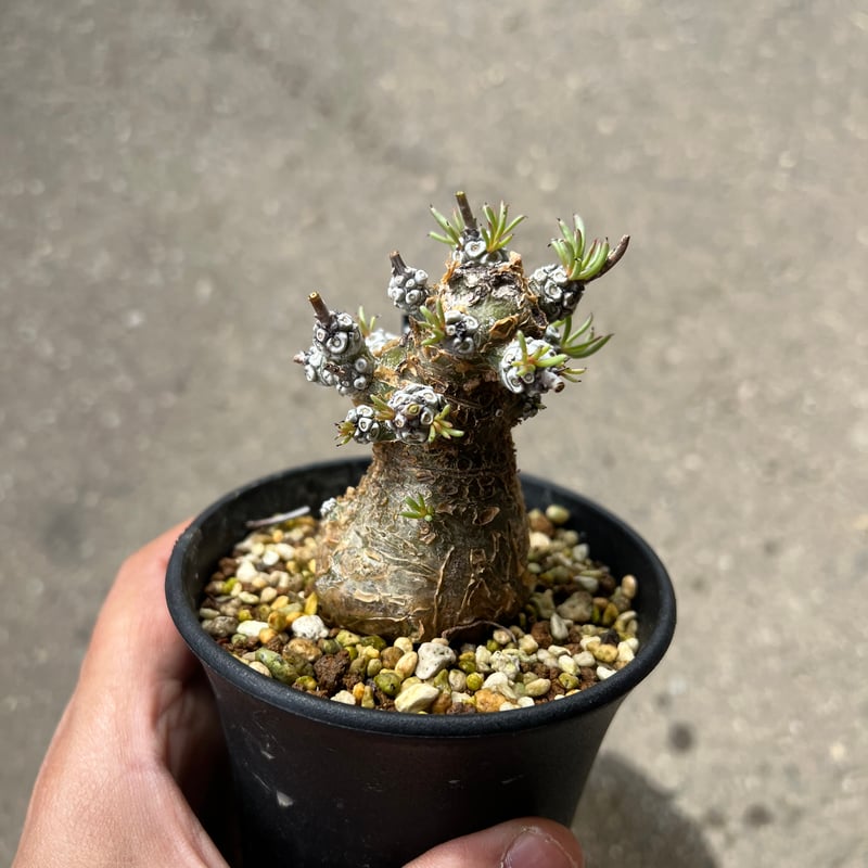 チレコドン ペアルソニー★抜き苗★ チレコドン ペアルソニー7 | STELLA.PLANTS