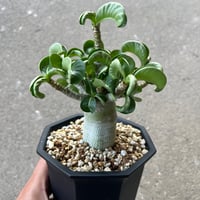 アデニウム メデューサ