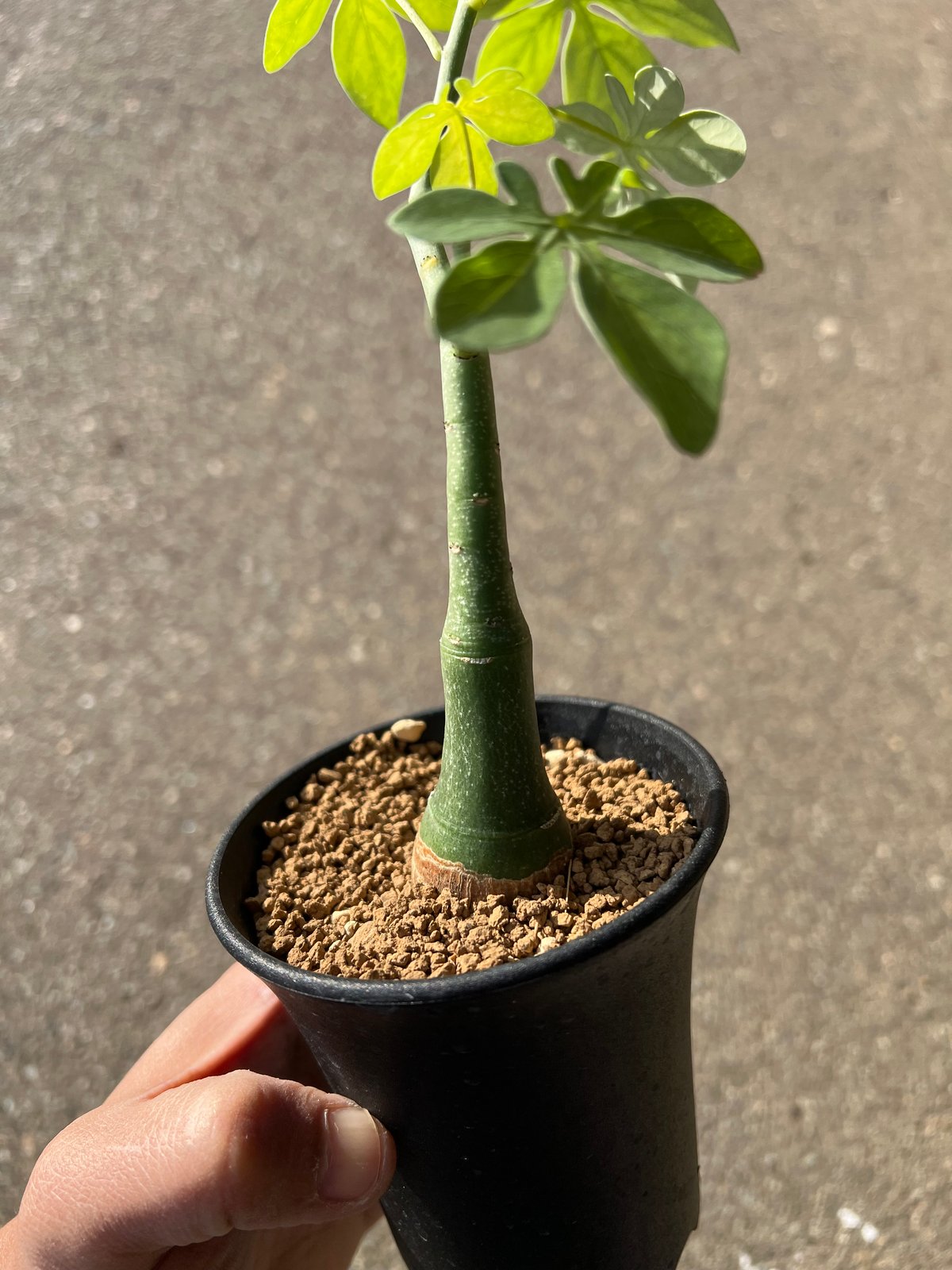 発根済み　アデニアグラウカ　大きめ 発根済み アデニアグラウカ 大きめ 発根済み アデニアグラウカ 大きめ