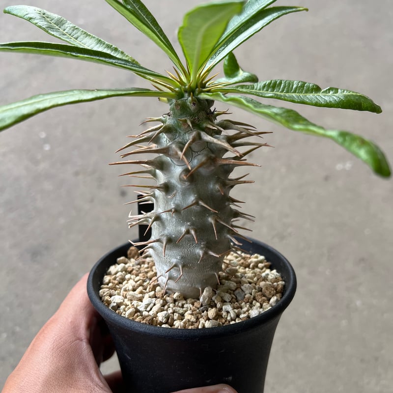 パキポディウム アンボンゲンセ3 | STELLA.PLANTS パキポディウム アンボンゲンセ3 | STELLA.PLANTS