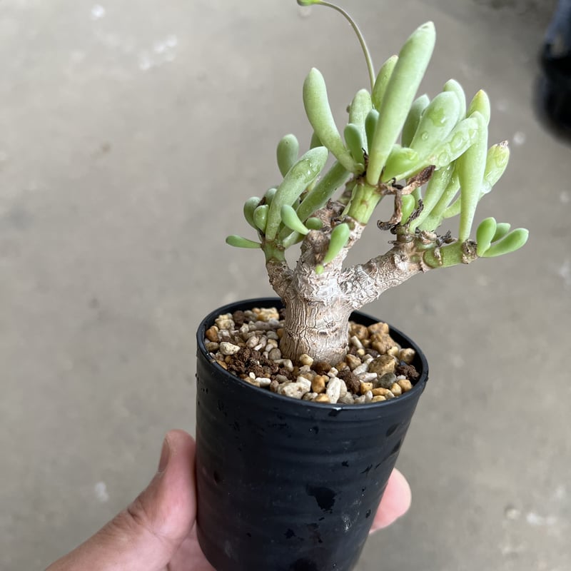 オトンナ クラビフォリア | STELLA.PLANTS オトンナ クラビフォリア | STELLA.PLANTS