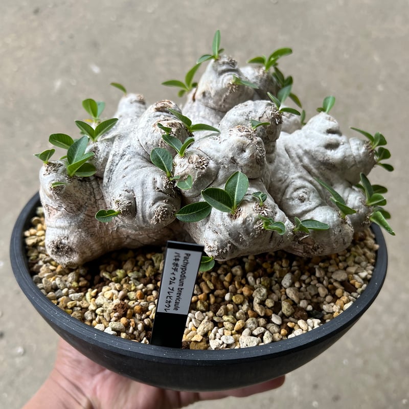 パキポディウム ブレビカウレ 恵比寿笑い | STELLA.PLANTS パキポディウム ブレビカウレ 恵比寿笑い | STELLA.PLANTS