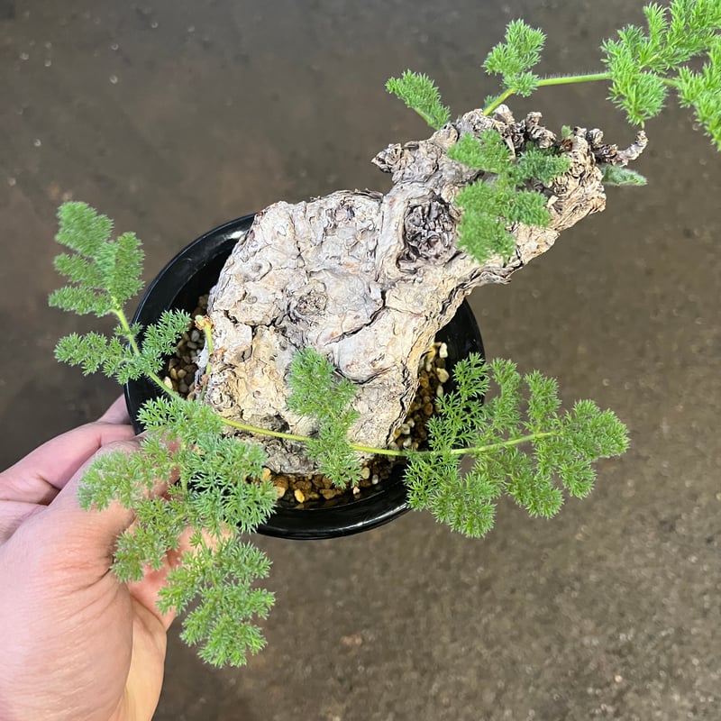 ペラルゴニウム トリステ 大株 | STELLA.PLANTS