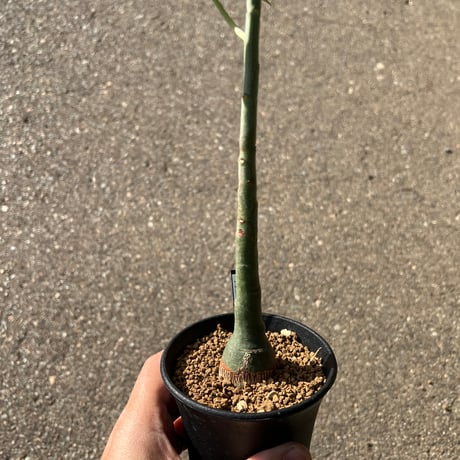 アデニアグラウカ | STORES