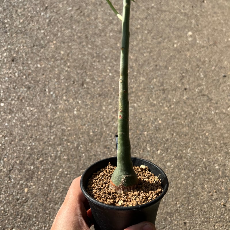 アデニア グラウカ1 | STELLA.PLANTS