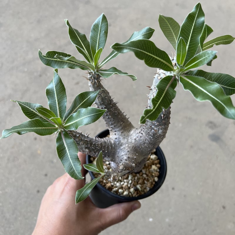 パキポディウム マカイエンセ | STELLA.PLANTS