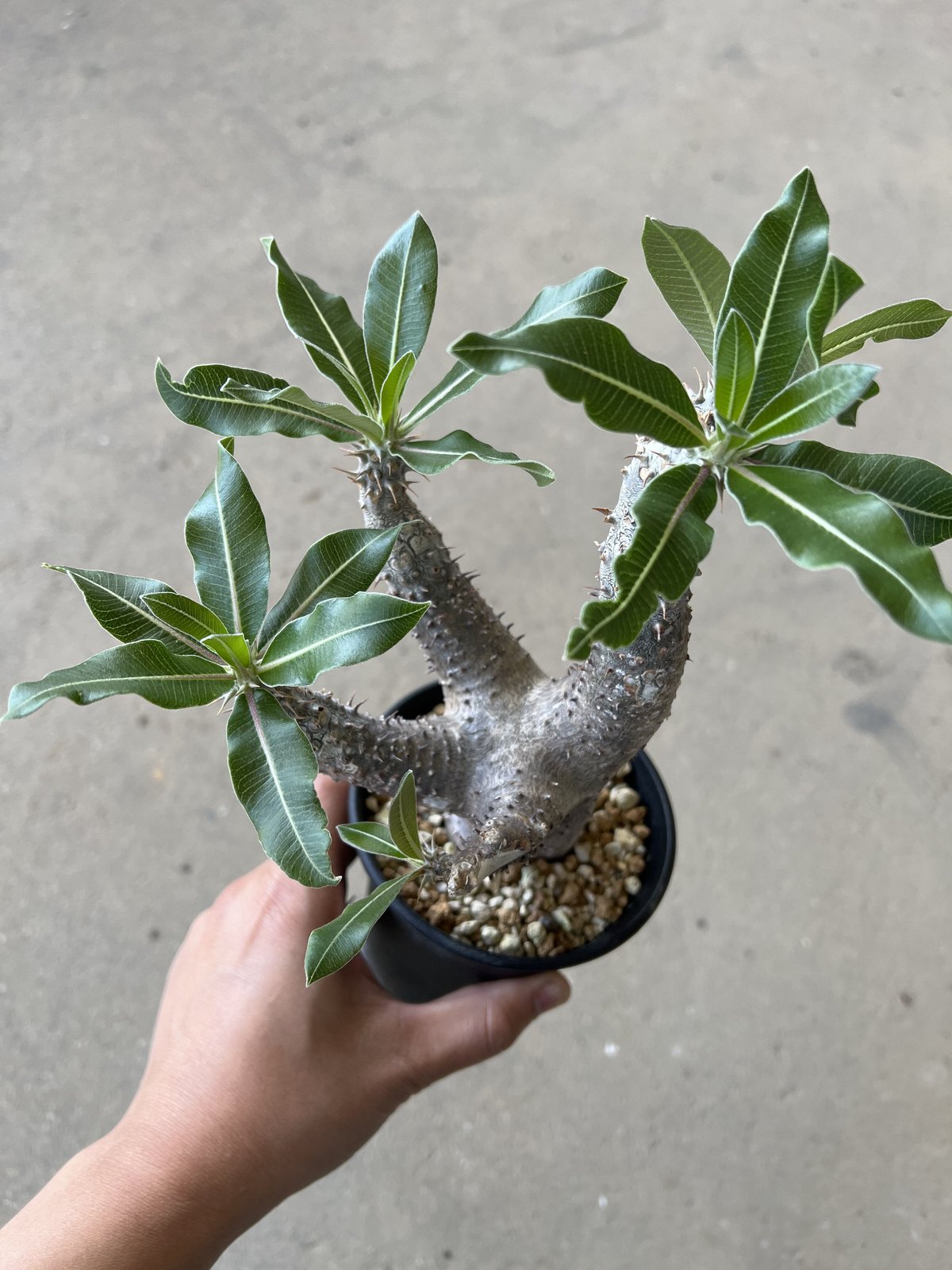 グラキリス　マカイエンセ パキポディウム マカイエンセ | STELLA.PLANTS