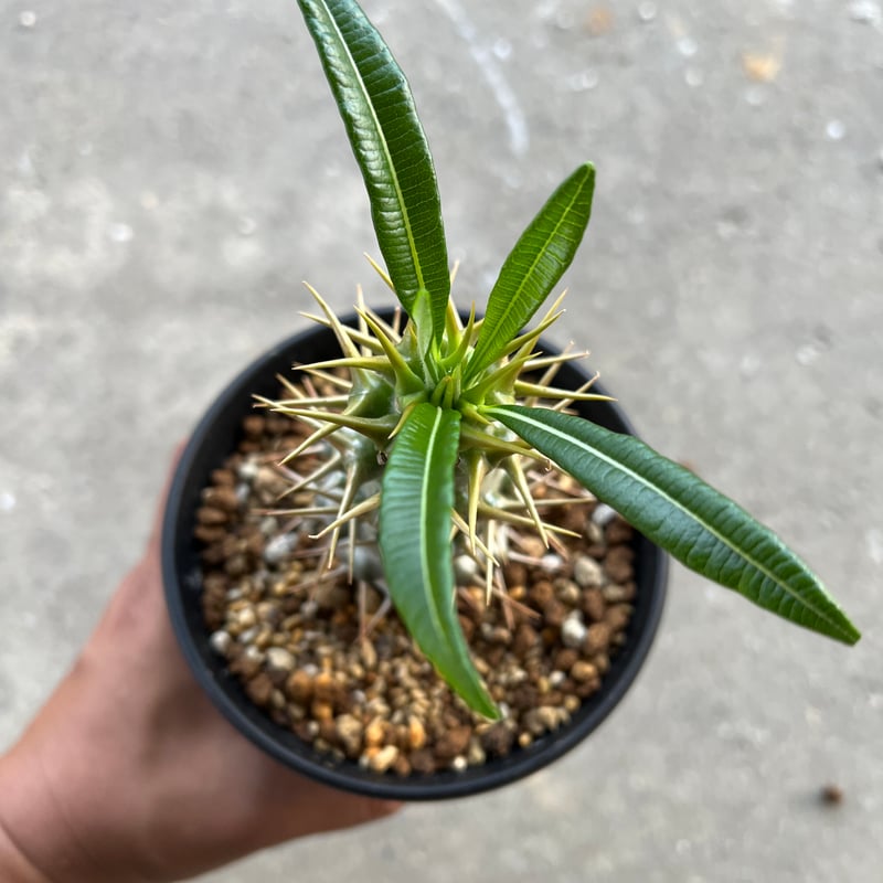 パキポディウム アンボンゲンセ | STELLA.PLANTS パキポディウム アンボンゲンセ | STELLA.PLANTS