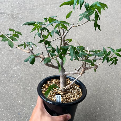 ファガロイデス | STORES