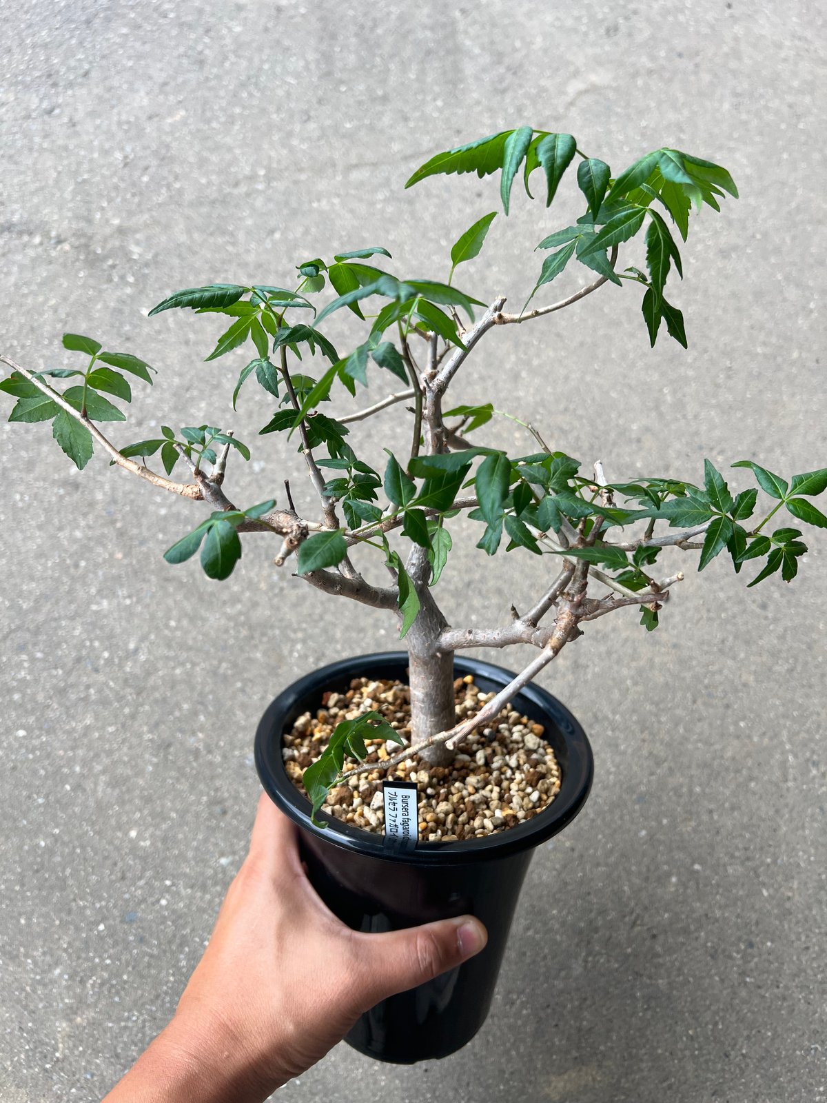 ブルセラ・ファガロイデス ブルセラ ファガロイデス | STELLA.PLANTS