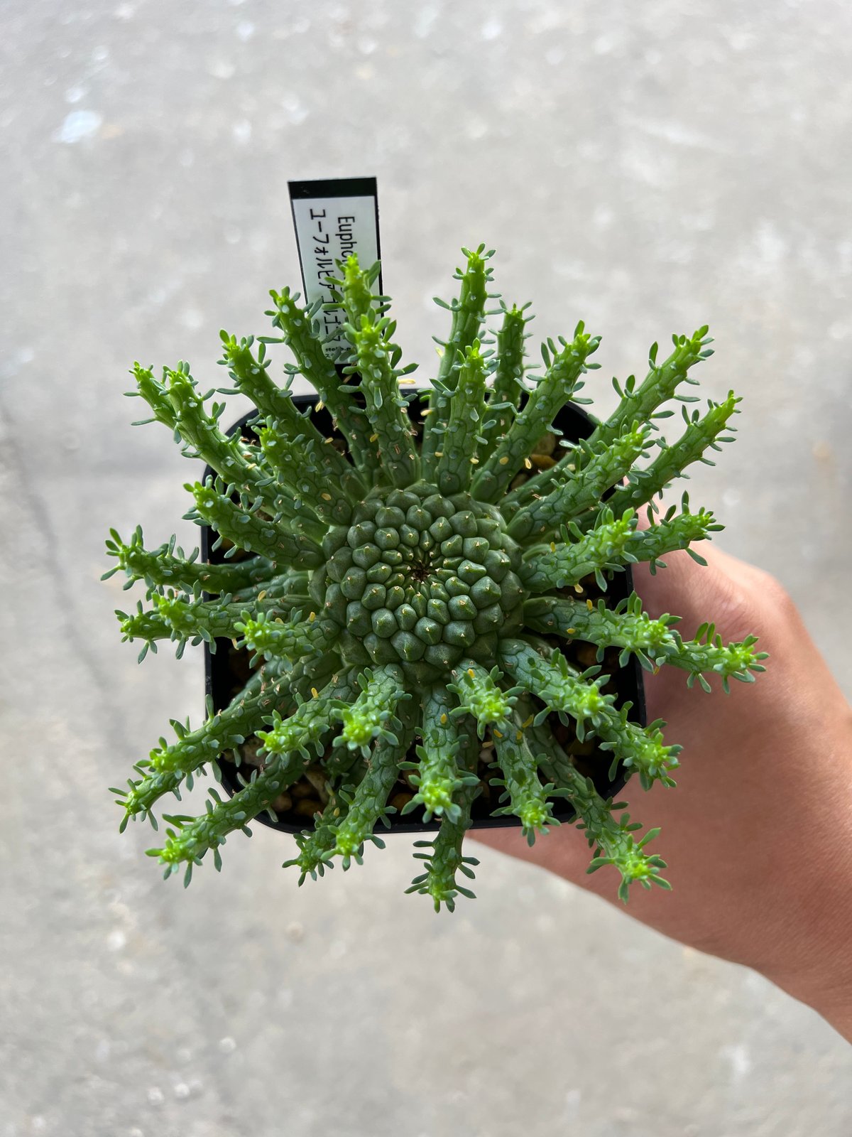 ユーフォルビア　ゴルゴニス ユーフォルビア ゴルゴニス Euphorbia gorgonis No.4 | mana's